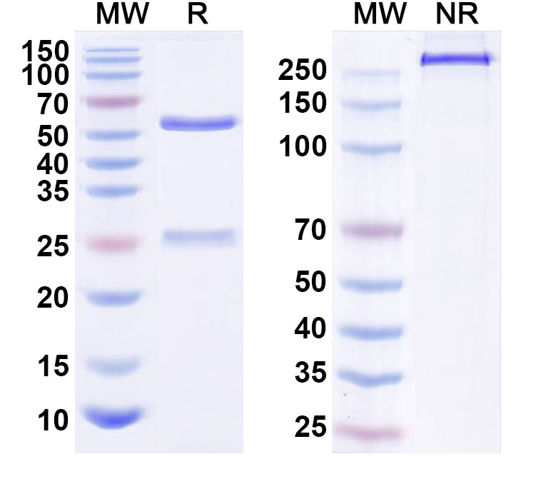 SDS-PAGE for Anti-Human CD340/ERBB2/HER2/NEU Reference Antibody (JHL1188)