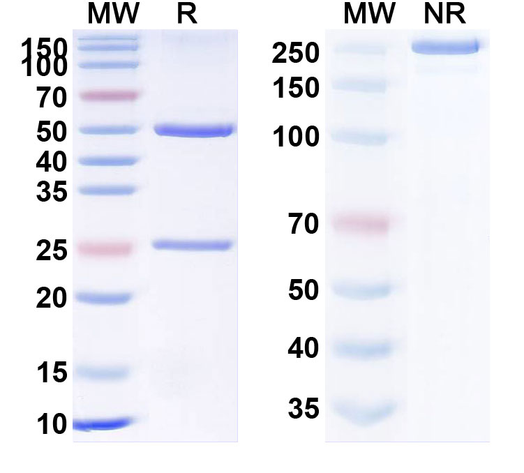 SDS-PAGE for Anti-Human CD357/TNFRSF18/GITR Reference Antibody (MK1248)