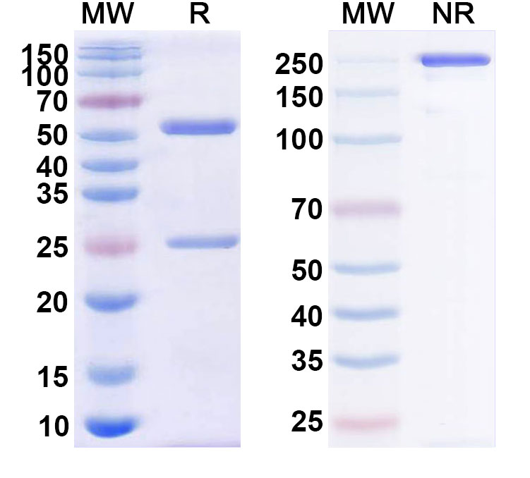 SDS-PAGE for Anti-Human CD38/ADPRC 1 Reference Antibody (CM313)