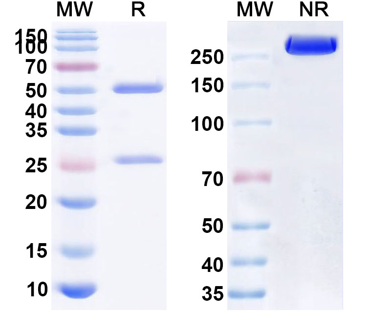 SDS-PAGE for Anti-Human CD47/MER6 Reference Antibody (HMPL-a83)
