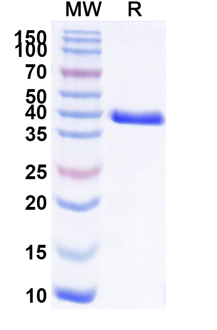 SDS-PAGE for Anti-Human CD66c/CEACAM6 Reference Antibody (L-DOS-47)