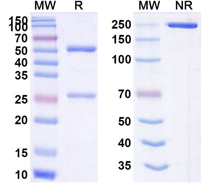 SDS-PAGE for Anti-Human CD66e/CEA/CEACAM5 Reference Antibody (Kab201)