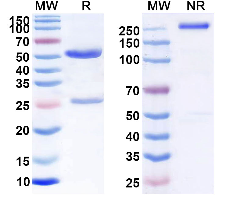 SDS-PAGE for Anti-Human CD70 Reference Antibody (SGN-CD70A)