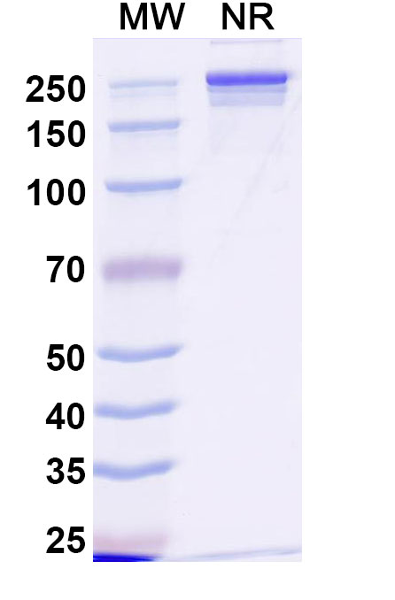 SDS-PAGE for Anti-Human CD71/TFRC Reference Antibody (JST-TFR09)