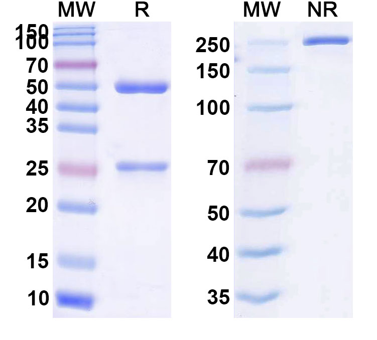 SDS-PAGE for Anti-Human CD73/NT5E Reference Antibody (CM 326)