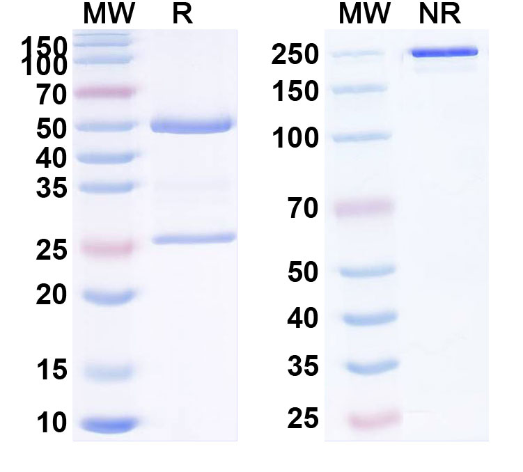 SDS-PAGE for Anti-Human CD85k/LILRB4/ILT3 Reference Antibody (TRX385)