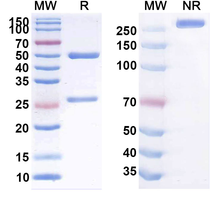 SDS-PAGE for Anti-Human CLDN18.2 Reference Antibody (AB011)