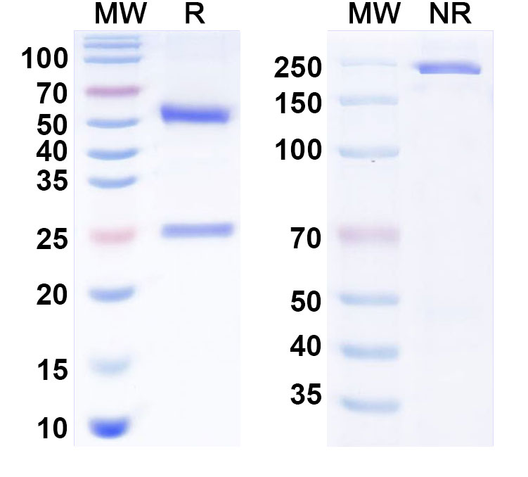 SDS-PAGE for Anti-Human CXCL12/SDF-1 Reference Antibody (Genentech anti-CXCL12)