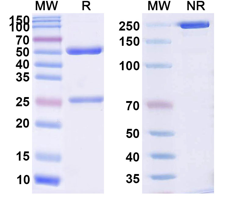 SDS-PAGE for Anti-Human DAG1/Dystroglycan Reference Antibody (DAG-6F4)