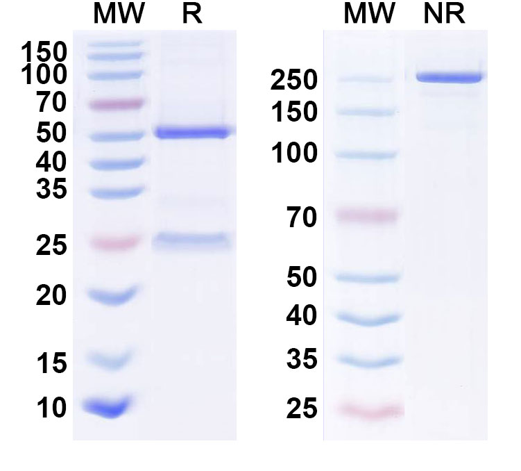 SDS-PAGE for Anti-Human EGFR/ERBB1/HER1 Reference Antibody (AVID300)