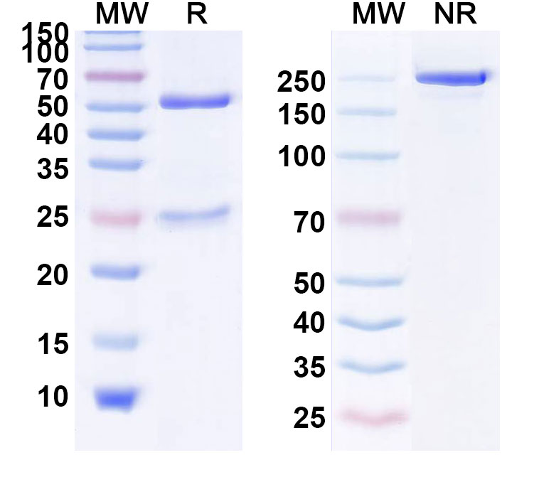 SDS-PAGE for Anti-Human EGFR/ERBB1/HER1 Reference Antibody (CMAB009)