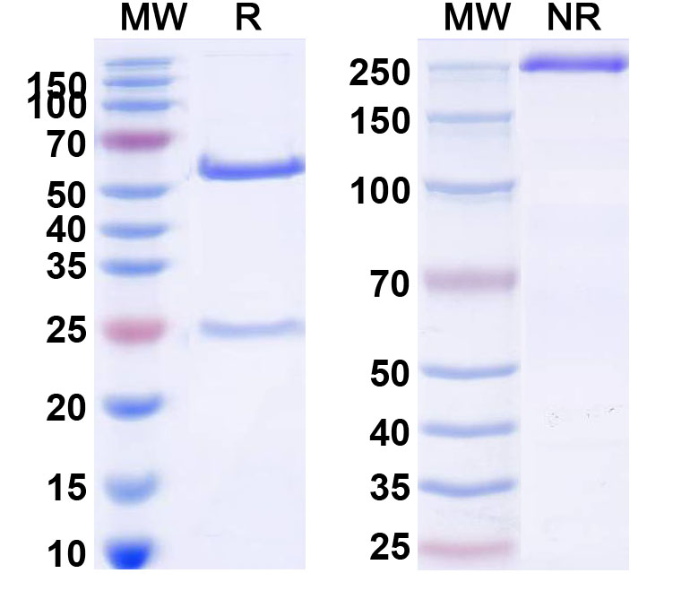 SDS-PAGE for Anti-Human ERBB3/HER3 Reference Antibody (MP-RM-1)