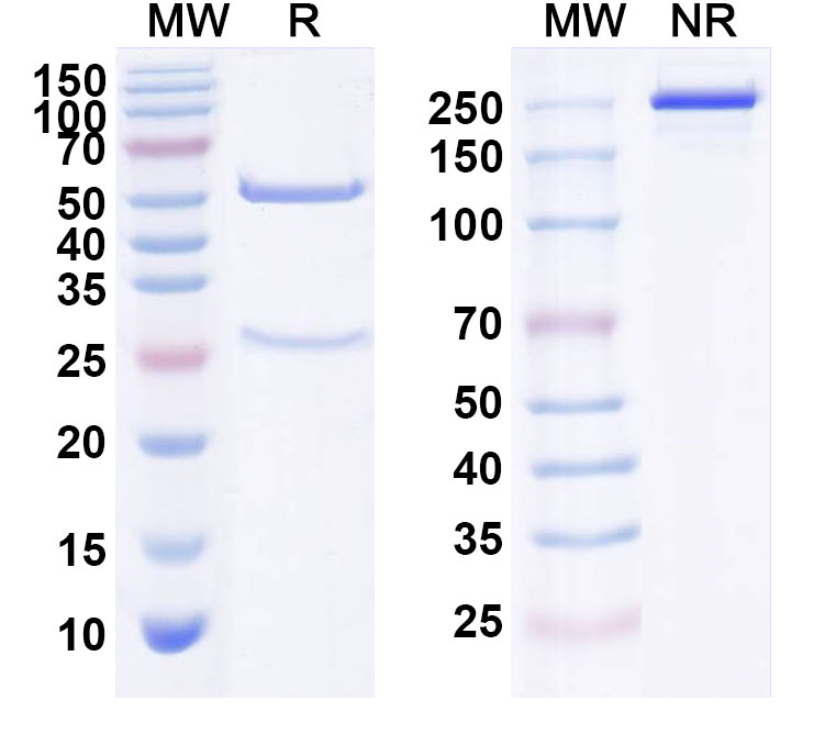 SDS-PAGE for Anti-Human ERBB3/HER3 Reference Antibody (REGN1400)
