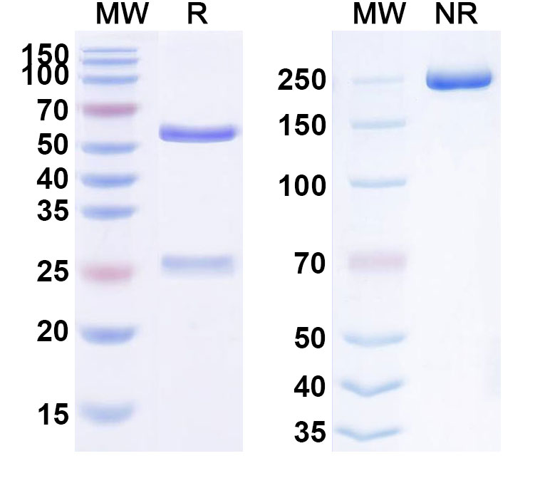 Bioactivity for Anti-Human FGF21 Reference Antibody (ARX618)