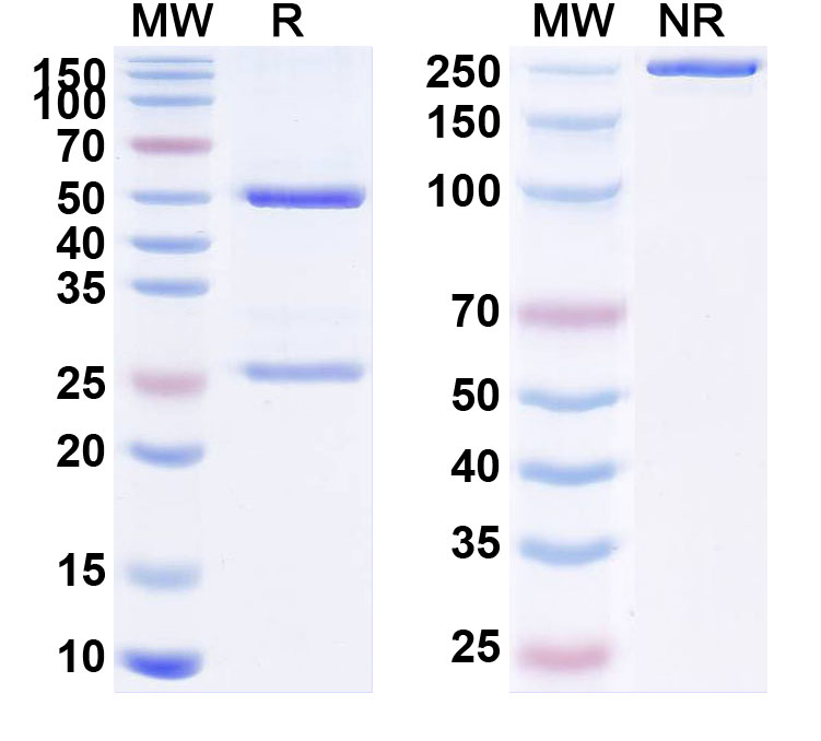 SDS-PAGE for Anti-Human FOLH1/PSMA Reference Antibody (MEDI3726)