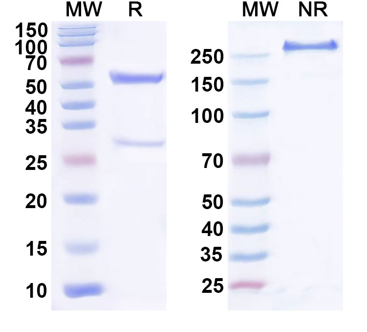 SDS-PAGE for Anti-Human GFRAL Reference Antibody (NGM120)