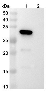 Western blot for Anti-Human HAMP/Hepcidin Reference Antibody (LY2787106)