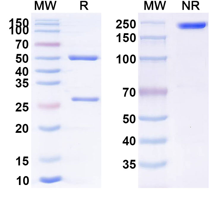SDS-PAGE for Anti-Human Hypo-glycosylated MUC1 Reference Antibody (TAB004)