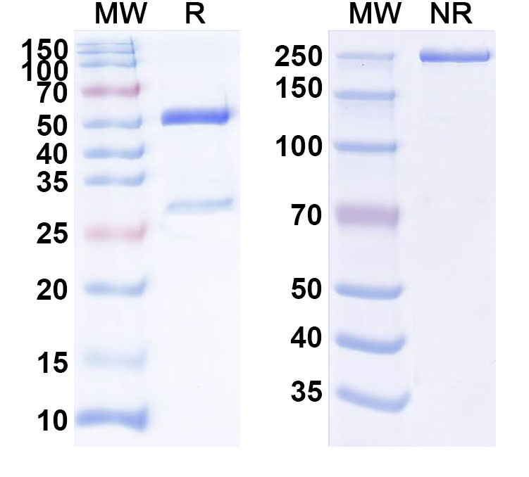 SDS-PAGE for Anti-Human IFNAR1 Reference Antibody (QX 006N)