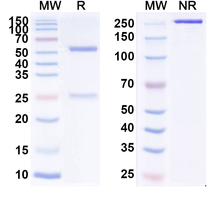 SDS-PAGE for Anti-Human IGHE Reference Antibody (FB825)