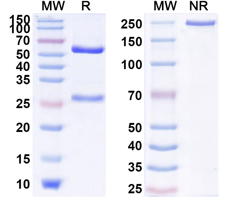 SDS-PAGE for Anti-Human IL17RB Reference Antibody (SM17)