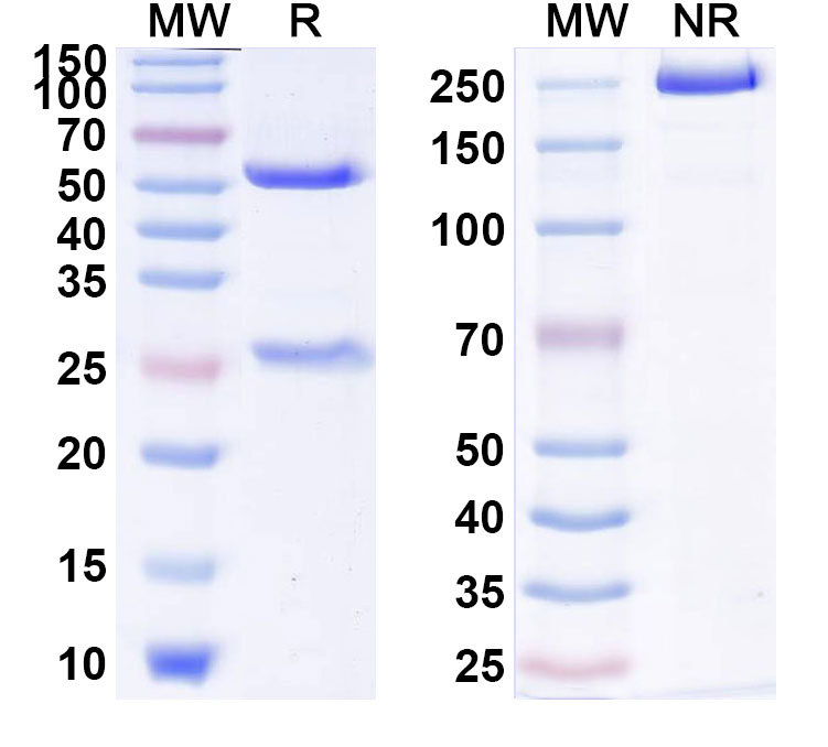 SDS-PAGE for Anti-Human IL1RAP Reference Antibody (CSC012)