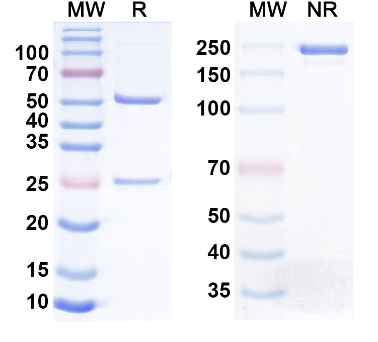 SDS-PAGE for Anti-Human MAGEA4 Reference Antibody (Imc-C103C)