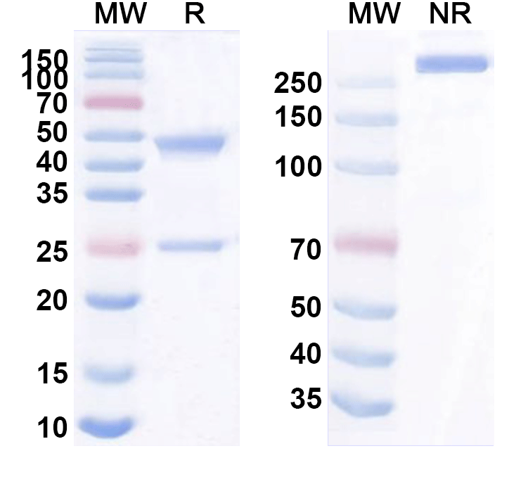 SDS-PAGE for Anti-Human SIGLEC15/CD33L3 Reference Antibody (BSI-060T)