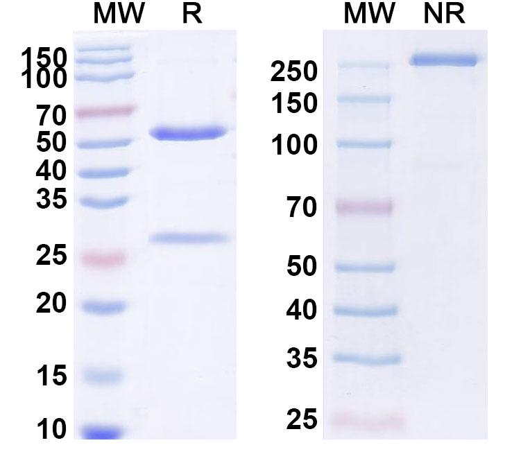 SDS-PAGE for Anti-Human TDGF1/CRIPTO Reference Antibody (BIIB015)