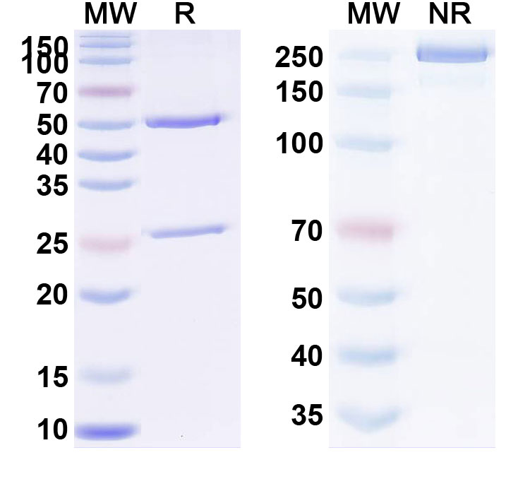 SDS-PAGE for Anti-Human TNFa/TNF-alpha Reference Antibody (BOW100)