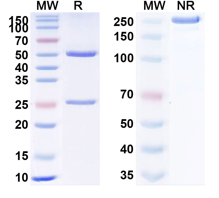 SDS-PAGE for Anti-Human TNFa/TNF-alpha Reference Antibody (KN002)