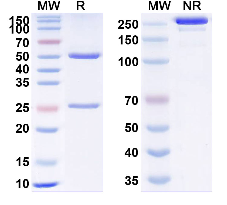 SDS-PAGE for Anti-Human VEGFA Reference Antibody (LMG324)