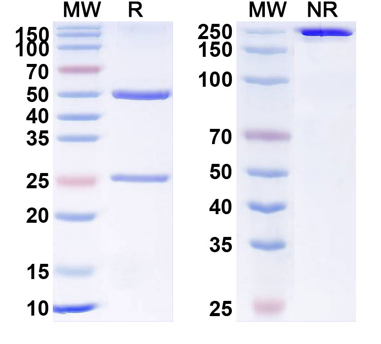 SDS-PAGE for Anti-Human VEGFC Reference Antibody (VGX100)
