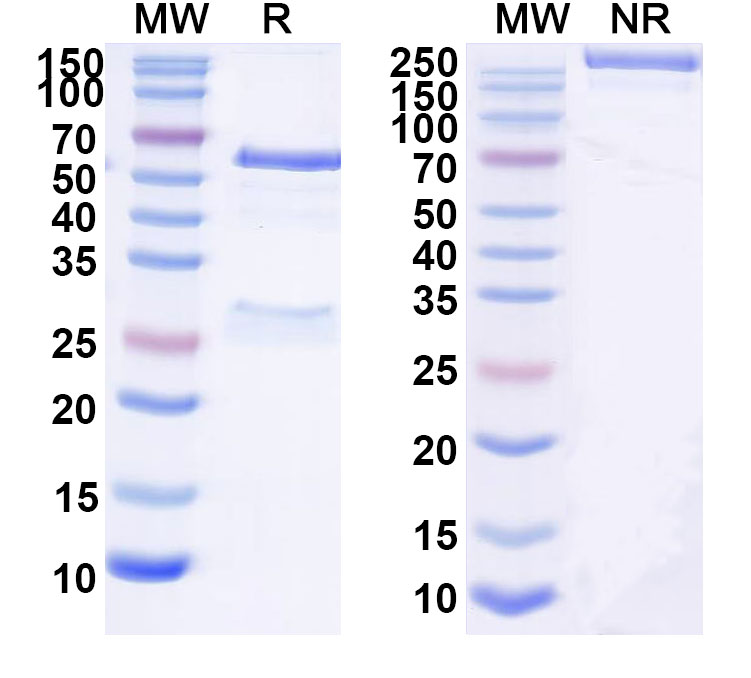 SDS-PAGE for Anti-SARS-CoV-2 RBD Reference Antibody (BD55-5840)