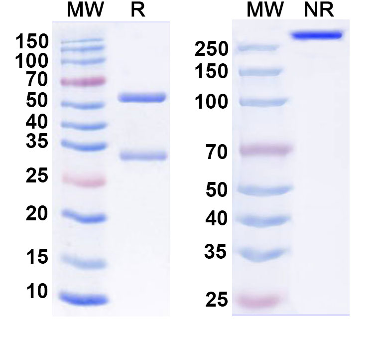 SDS-PAGE for Anti-SARS-CoV-2 RBD Reference Antibody (S2K146)