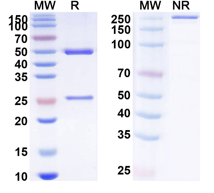 SDS-PAGE for Anti-SARS-CoV-2 S protein Reference Antibody (STI-1499/COVI-SHIELD)