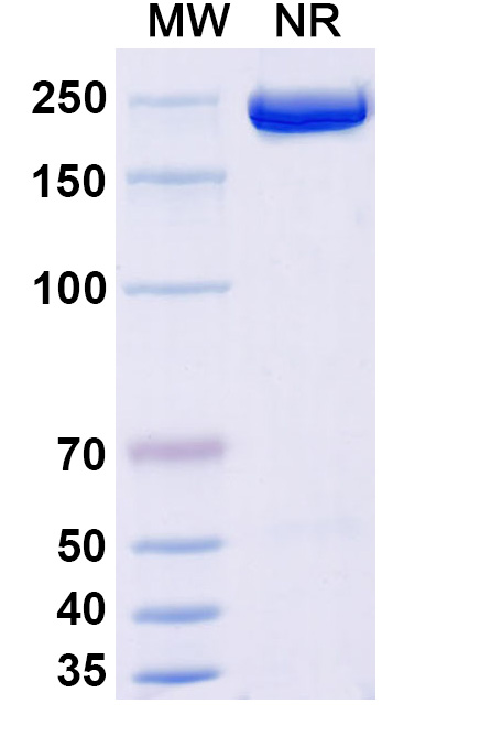 SDS-PAGE for Anti-Human GDF-8/Myostatin Reference Antibody (Apitegromab, RUO)