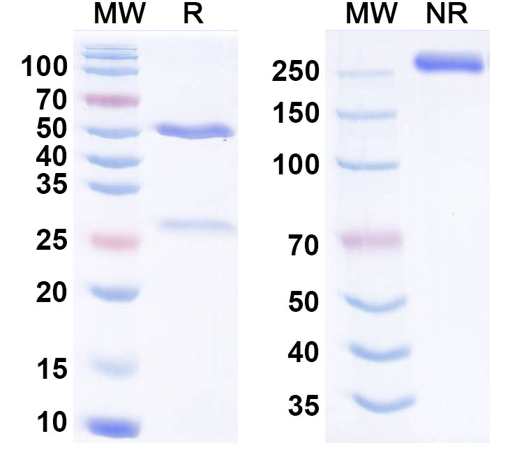 SDS-PAGE for Anti-Human Fucosyl GM1 Reference Antibody (Atigotatug, RUO)