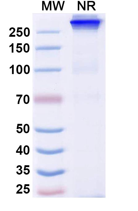 SDS-PAGE for Anti-Human EGFR/ERBB1/HER1 & c-MET Bispecific Reference Antibody (Bafisontamab, RUO)