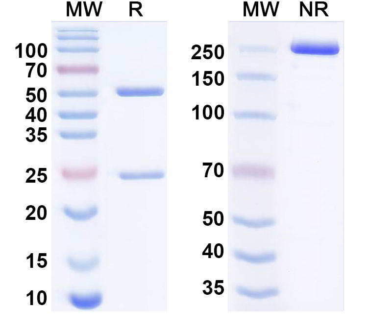 SDS-PAGE for Anti-Human FCRN Reference Antibody (Batoclimab, RUO)