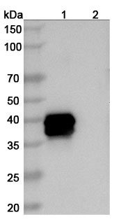 Western blot for Anti-Human BCMA/TNFRSF17 Reference Antibody (Belantamab, RUO)
