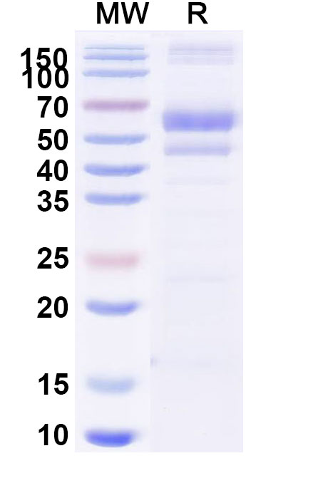 SDS-PAGE for Research Grade Berahyaluronidase Alfa