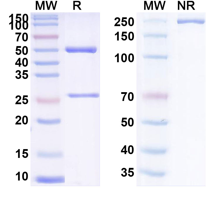 SDS-PAGE for Anti-Human CD20 Reference Antibody (Blontuvetmab, RUO)