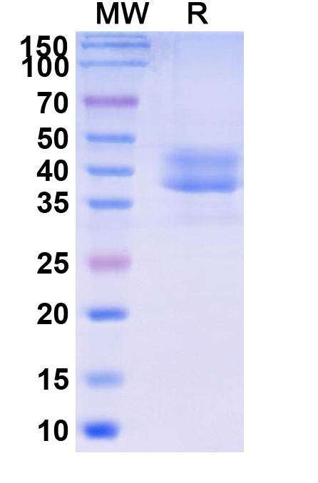SDS-PAGE for Research Grade Briobacept