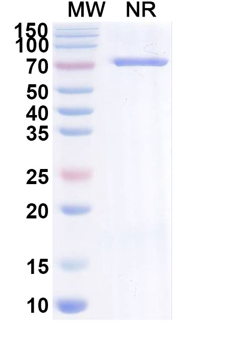 SDS-PAGE for Research Grade Brivekimig