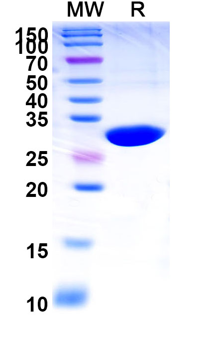 SDS-PAGE for Anti-Human VWF Reference Antibody (Caplacizumab, RUO)