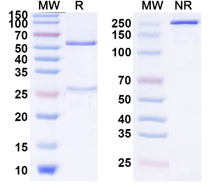 SDS-PAGE for Anti-Human CCL2/JE/MCP-1 Reference Antibody (Carlumab, RUO)