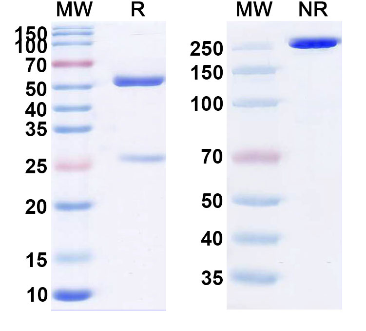 SDS-PAGE for Anti-Human CD4 Reference Antibody (Cedelizumab, RUO)