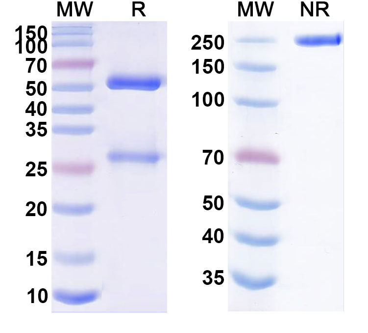 SDS-PAGE for Anti-Human ErbB2/Her2 Reference Antibody (Coprelotamab, RUO)