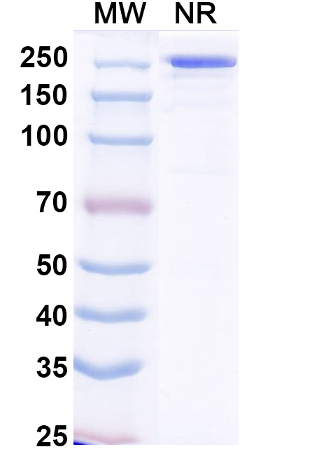 SDS-PAGE for Anti-SARS-CoV-2 RBD Reference Antibody (Crexavibart, RUO)